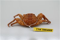 藏品(鱗形斜紋蟹)的圖片